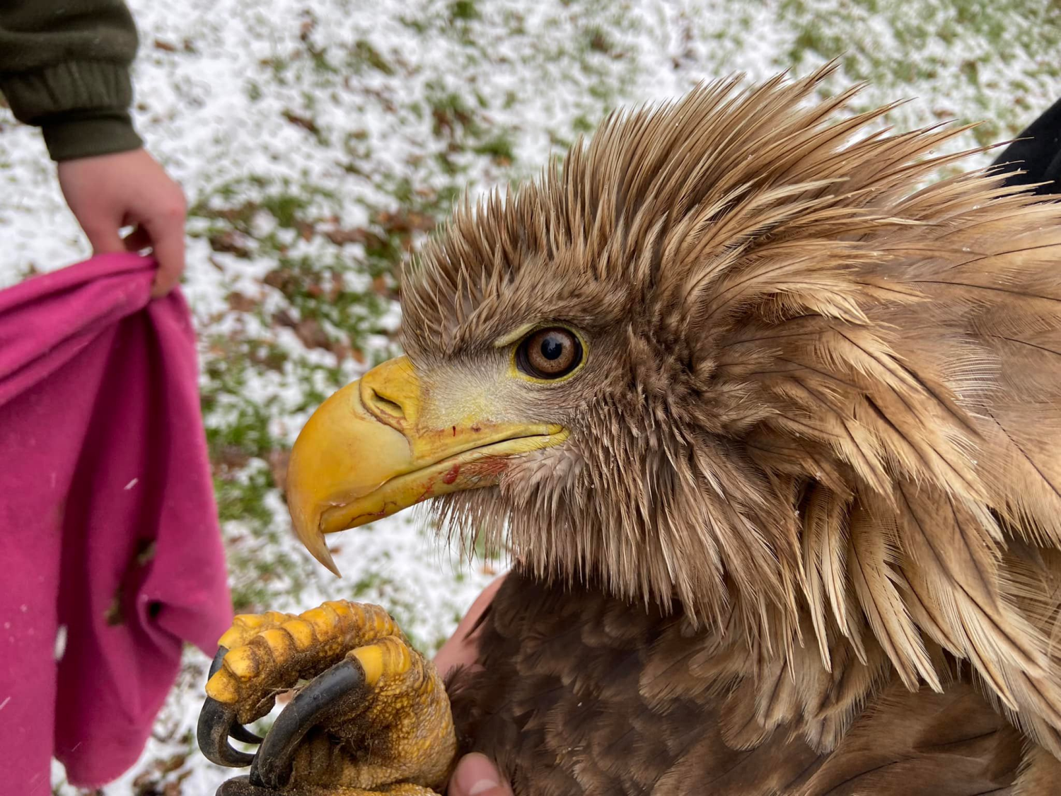 livebirdspoland_ade80f4b5609050e52606ef05375cd8d.png
