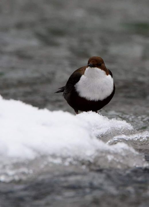 livebirdspoland_8df8022b2592f8ff5cf18e1f9205e8cd.png
