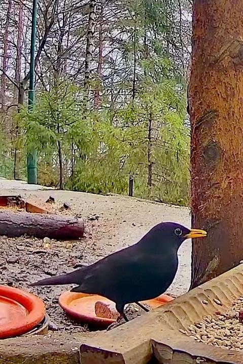 livebirdspoland_67ed703f6b76f9d0f20ad82dbea58a24.jpg