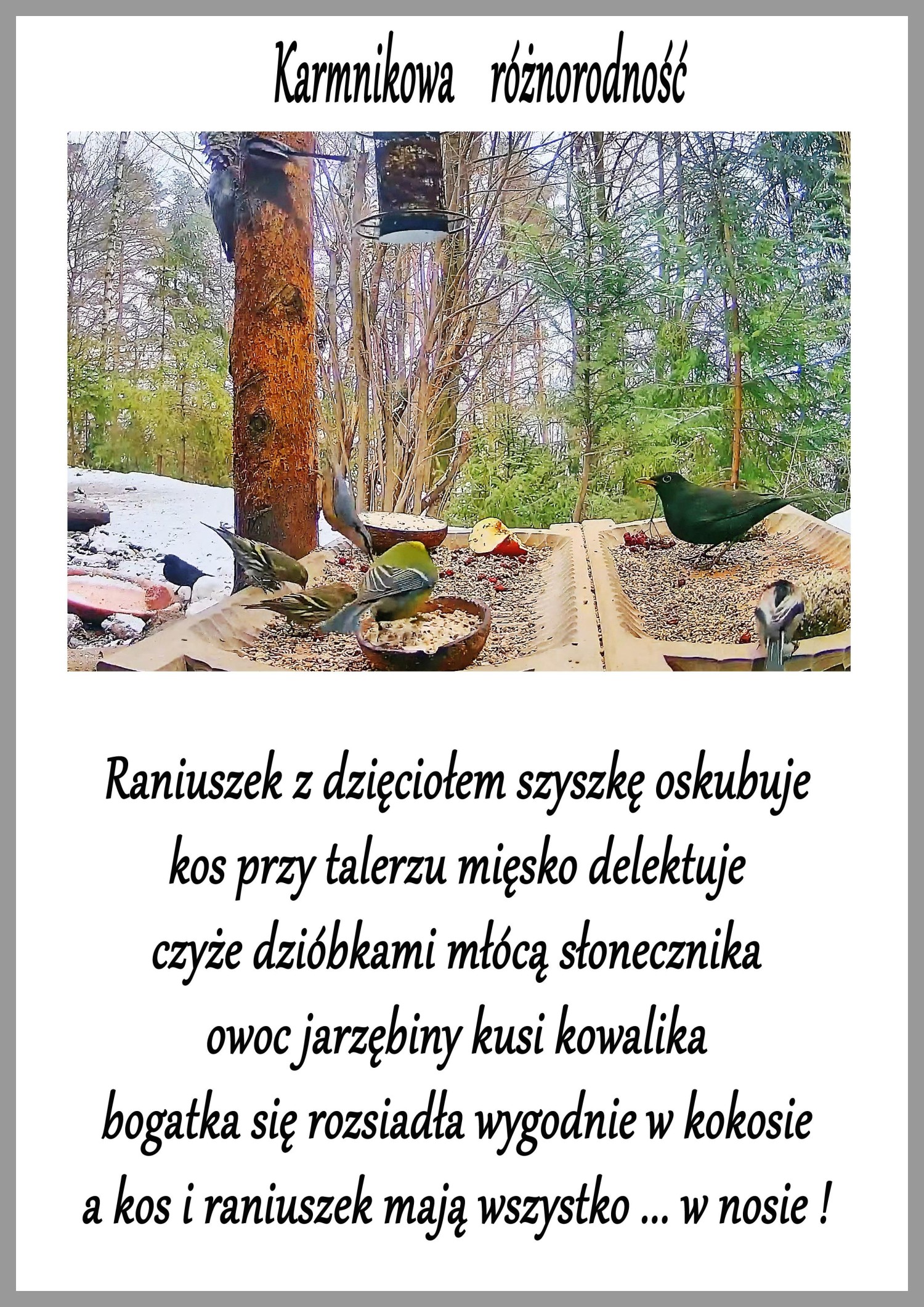 livebirdspoland_a1fc2bf8bda7f27ec7b637f44381943c.jpg