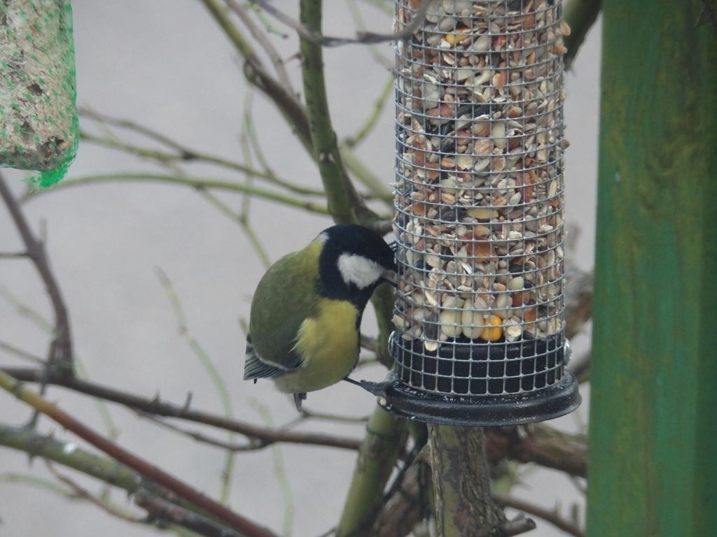 livebirdspoland_a5b7c7bfba5c42904810e469f8f7860c.jpg