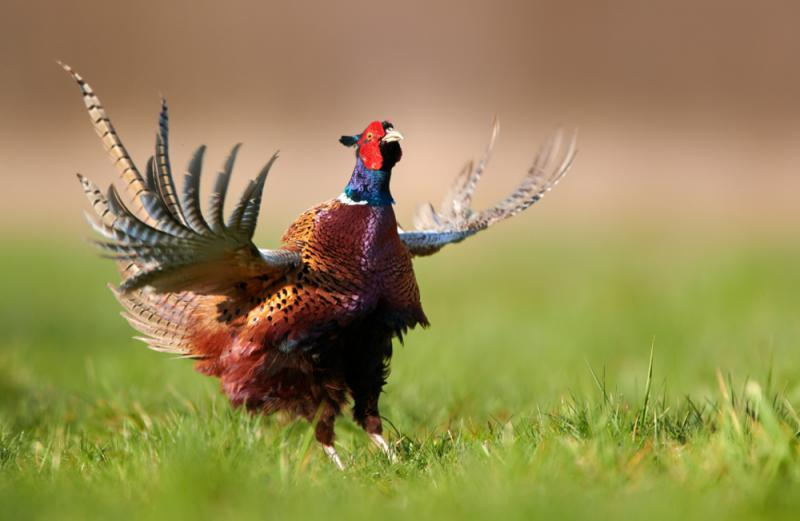 livebirdspoland_9bd8a51287e3b6fc5e96be42f4719da5.png