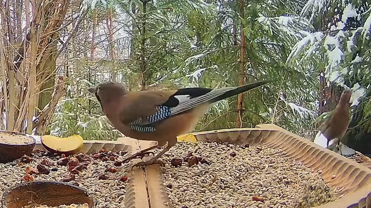 livebirdspoland_e878b831e4d6ff2c062c6679ddf74b5f.png