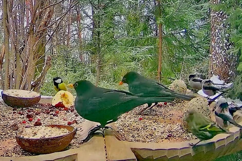 livebirdspoland_e2417cce1216ba743ae4233e70ae7b4c.jpg