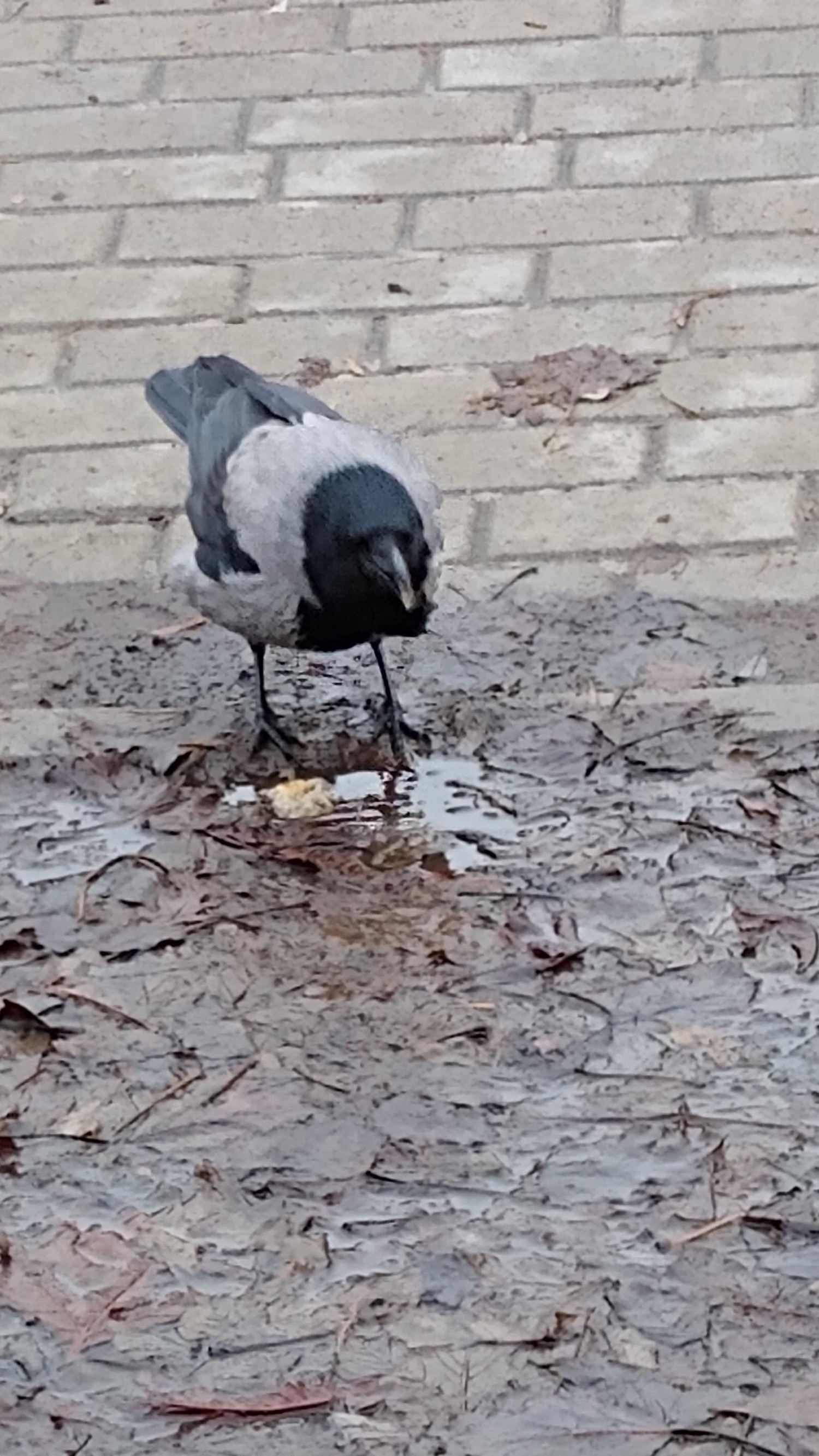 livebirdspoland_133048e05a22832cd72585d2174dafb9.jpg