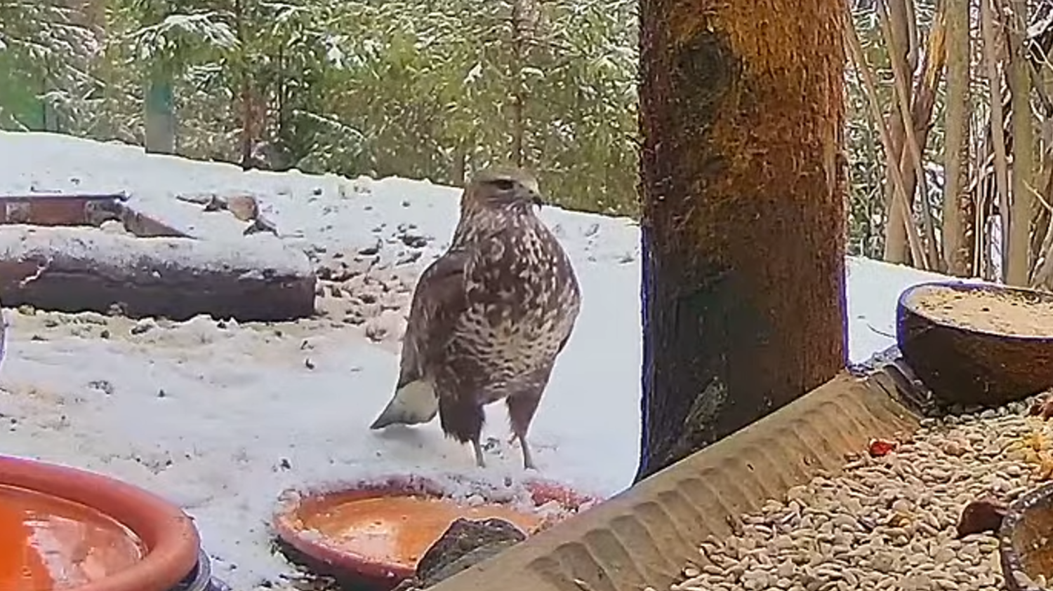 livebirdspoland_5d4070cb9f71c858c44af3e58f2fb78c.png