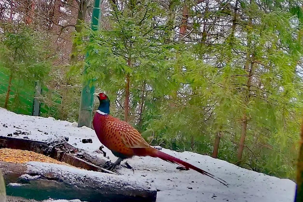 livebirdspoland_839a2733aa3067f8c50dc69b3713b66b.jpg
