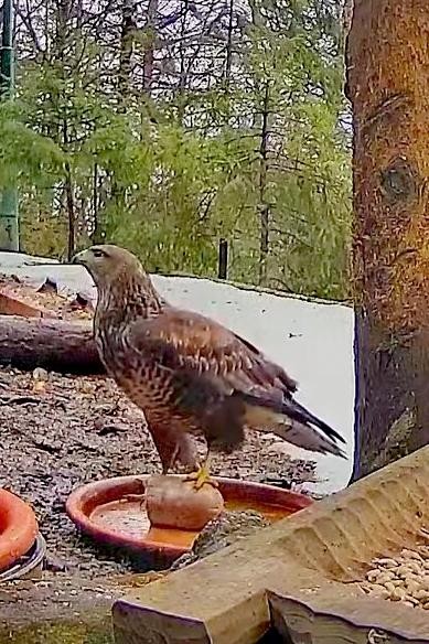 livebirdspoland_4c6994a1fd70381483ad2dbc33f97bbf.jpg