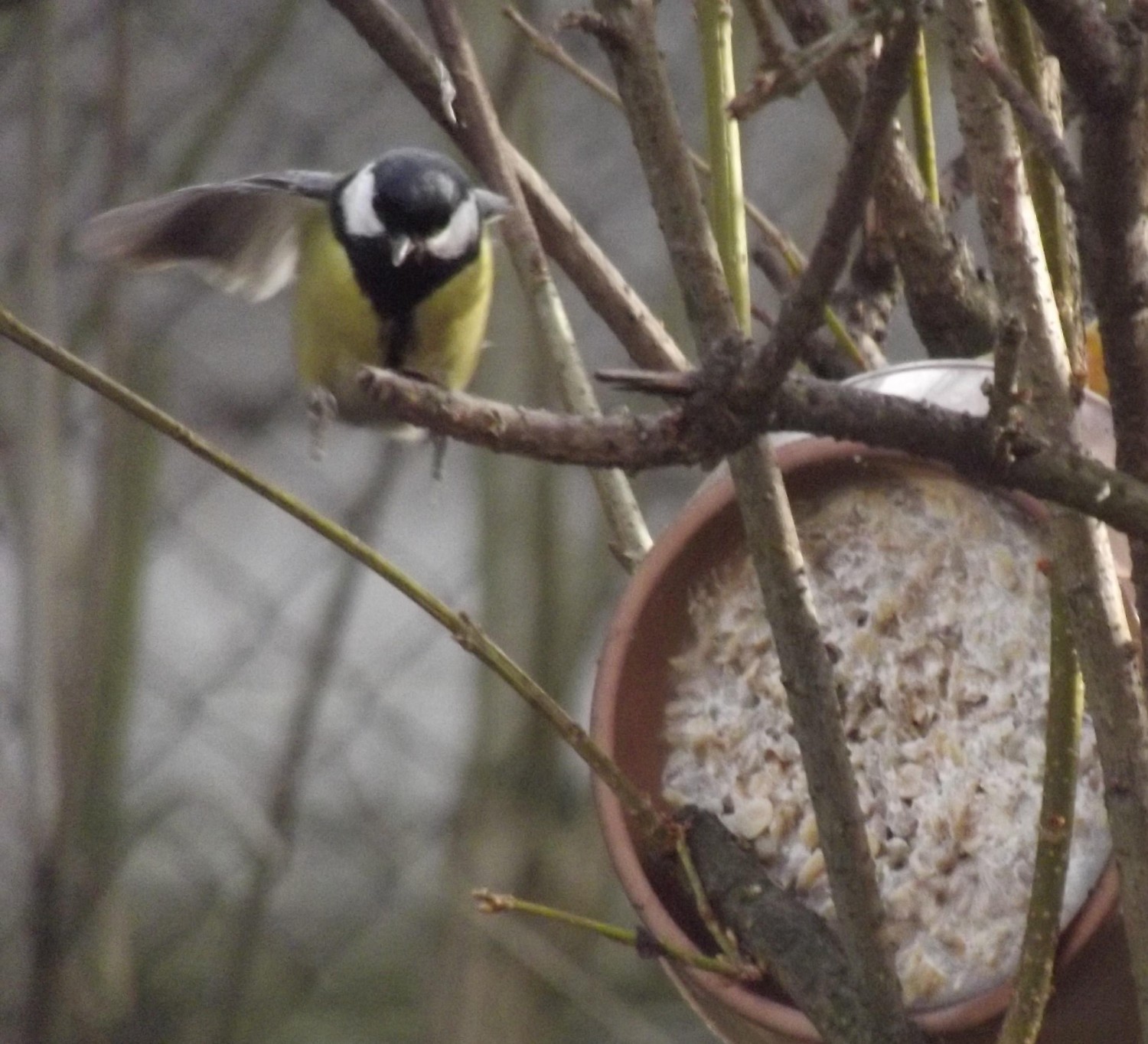 livebirdspoland_341820b34bb2d0cf8c41f4d1e6f6db3d.jpg