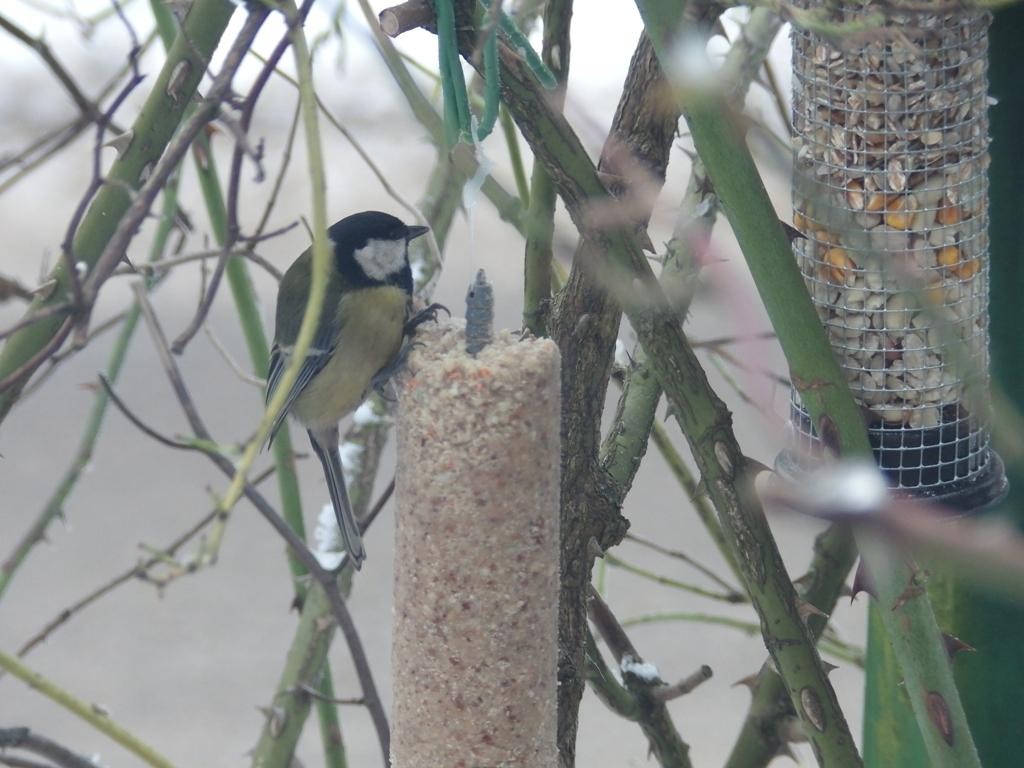 livebirdspoland_411474c9841854fae2772c3c0234a317.jpg