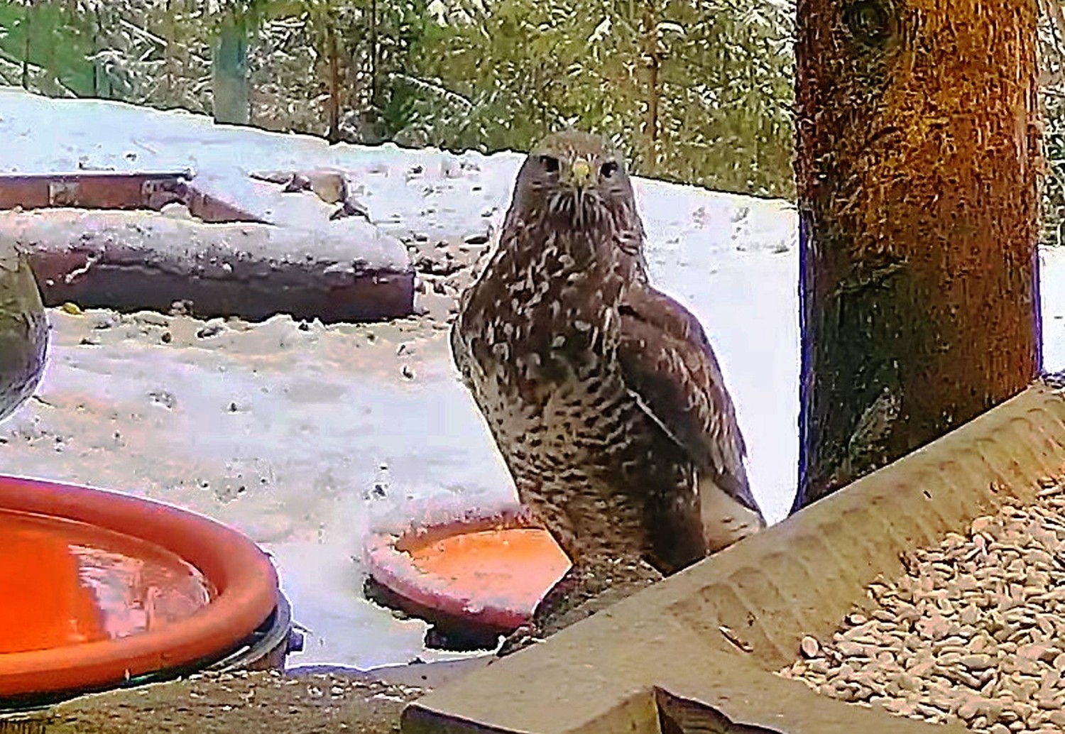 livebirdspoland_6a36095c3f3a55ec43e11928ffa6243e.jpg