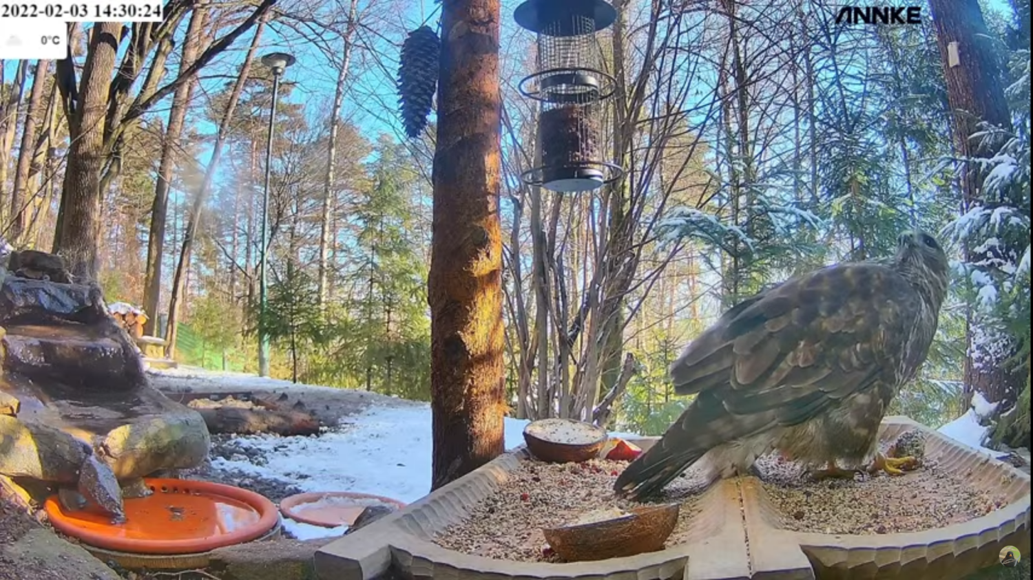 livebirdspoland_5a23034c23c13148c38dca5a6248ca40.png