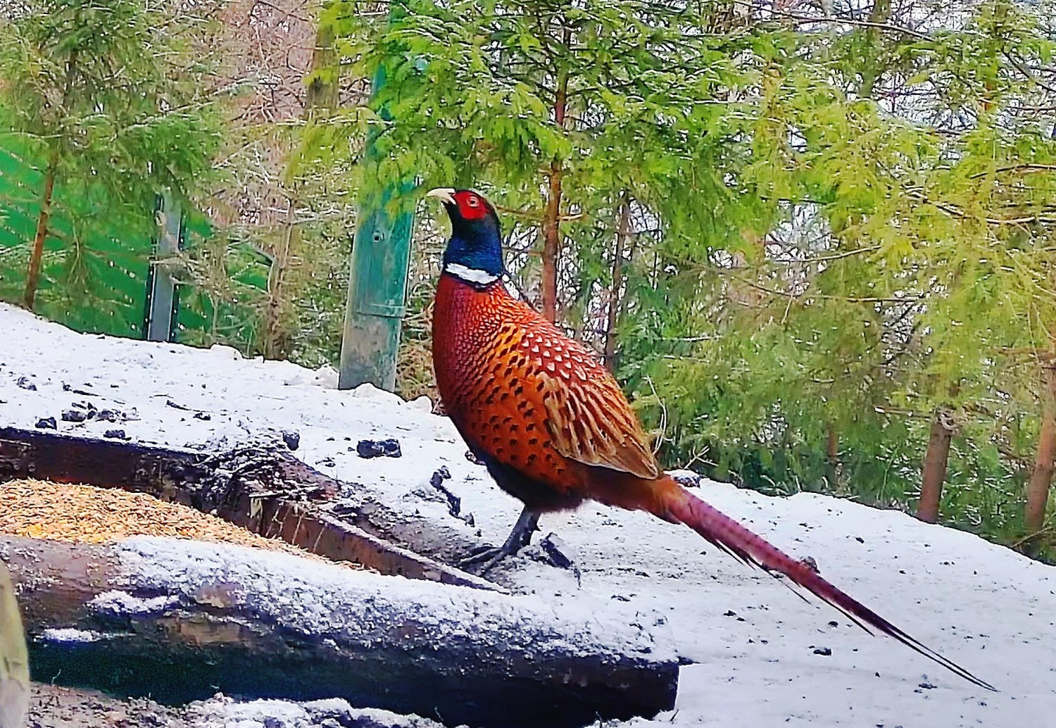 livebirdspoland_b889631bc493bc49b5e6d8b350c3cd77.jpg