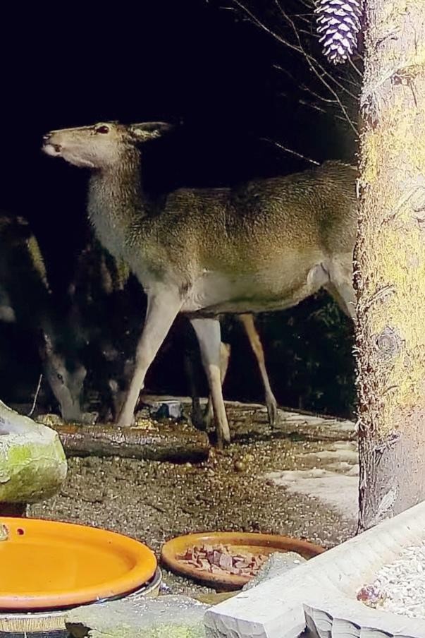 livebirdspoland_bfd84b5fd8fcc2cc1ddf683c66d0f5ee.jpg