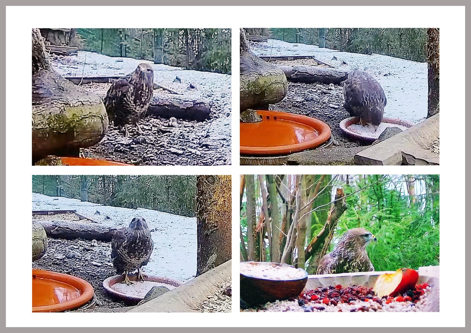 livebirdspoland_e1929b452c7cd4f1d4fab07a37c3e647.jpg