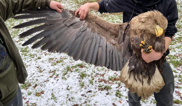livebirdspoland_f6f11ef651f8da6008b8951cf9bfe78d.png