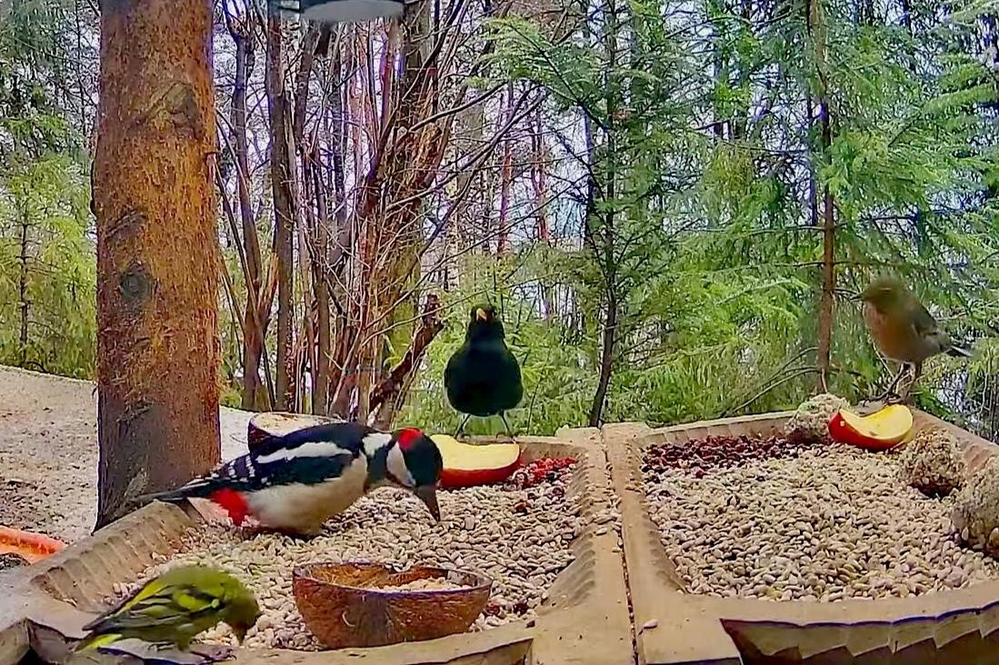 livebirdspoland_b46a024aa3dc7ed952c65a86159882e0.jpg