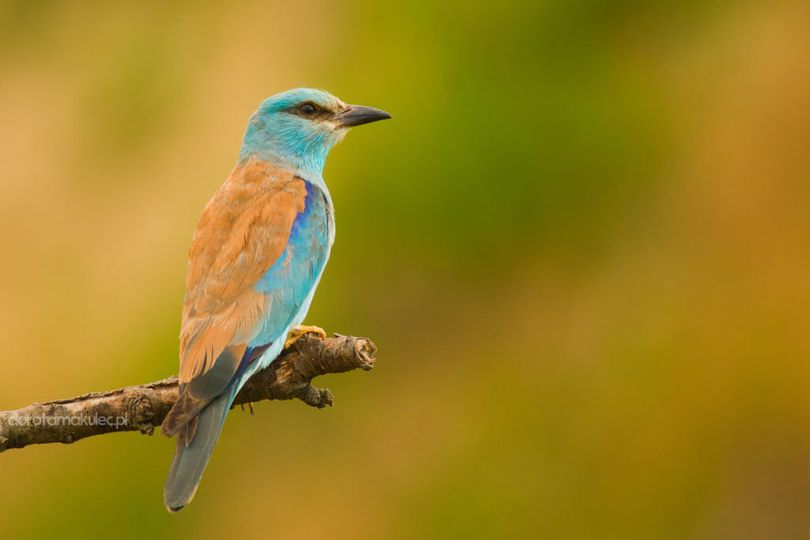 livebirdspoland_12f27b72afa28ea5345c288d22de2793.png