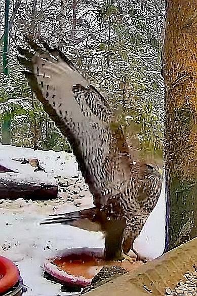 livebirdspoland_eb642f5970e9fd382d4b5494b73bbf5b.jpg