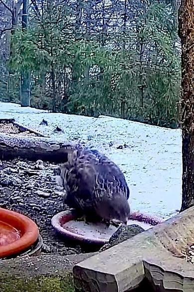 livebirdspoland_07ef4a6dc330eed6853238a6d7f81e68.jpg