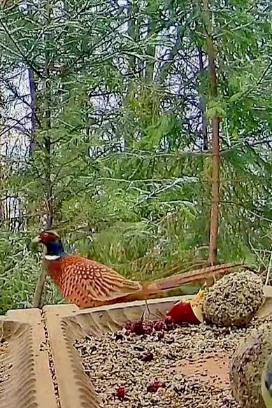livebirdspoland_f895c00bf4abcadcb0eb83248341e513.jpg