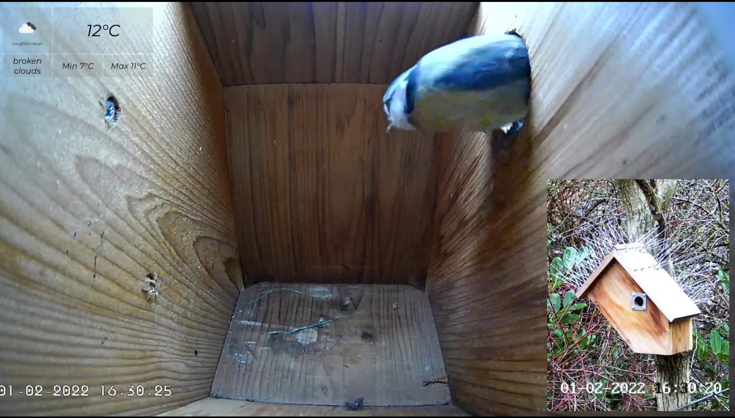 livebirdspoland_bec7fc6a278d73ffc9d55dcbafe6119a.jpg