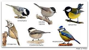 livebirdspoland_ab601f3671ff91184e99b635f52ef675.png