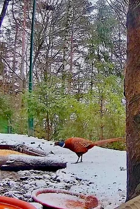 livebirdspoland_4abcb42b9d467b05c62dddb3f3a8ed32.jpg