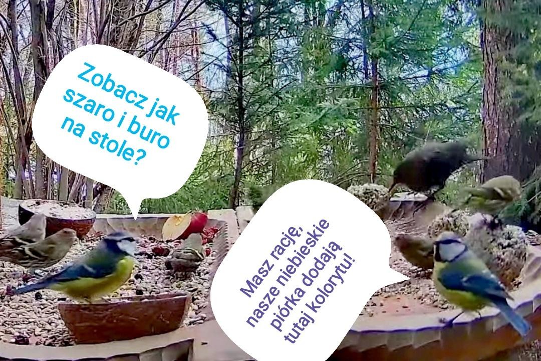 livebirdspoland_a3f93d37de91e0ca1cf29514517e4582.jpg