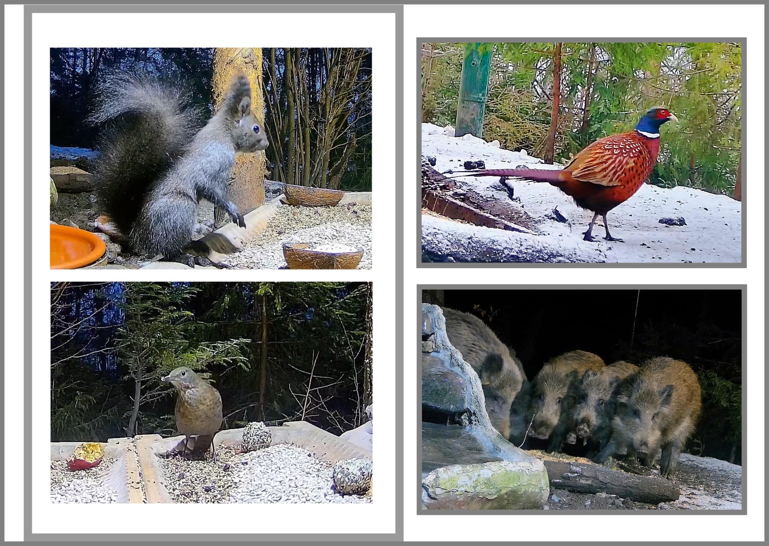 livebirdspoland_9038acdb26401bf387bd62db14a29586.jpg