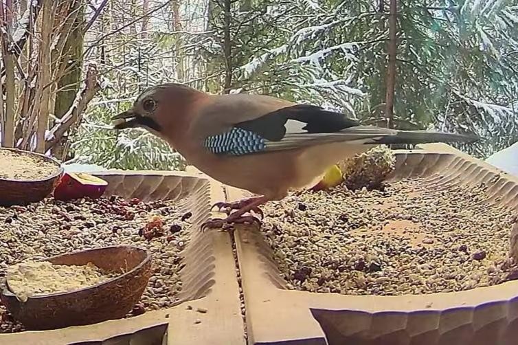 livebirdspoland_1fe4a099869dc3af843fd49a7bb493ac.jpg