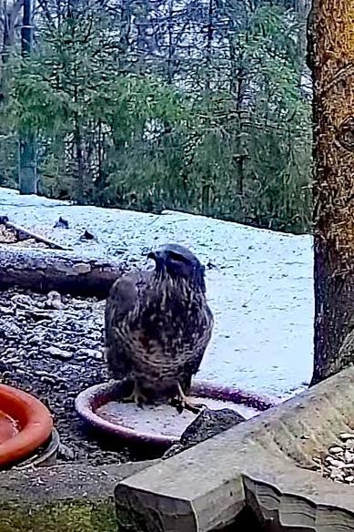 livebirdspoland_3b6d3c57328d0f9e481420dddaf33087.jpg