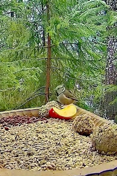 livebirdspoland_e9b993fd5770cf1233fb15a7783420df.jpg