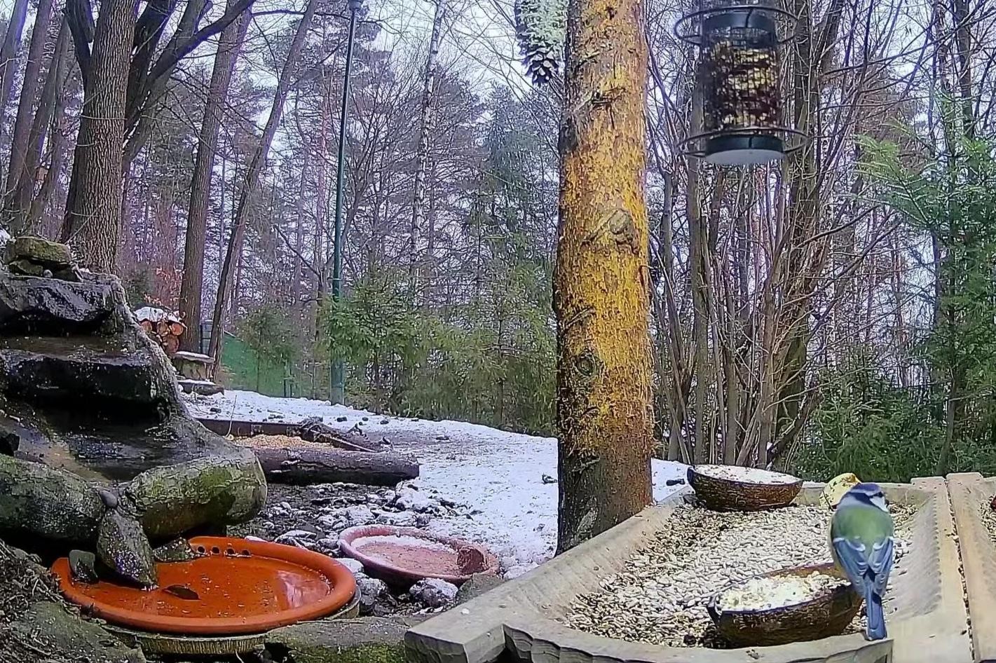 livebirdspoland_9ada8a97c79a042c2f90462c4b05388b.jpg