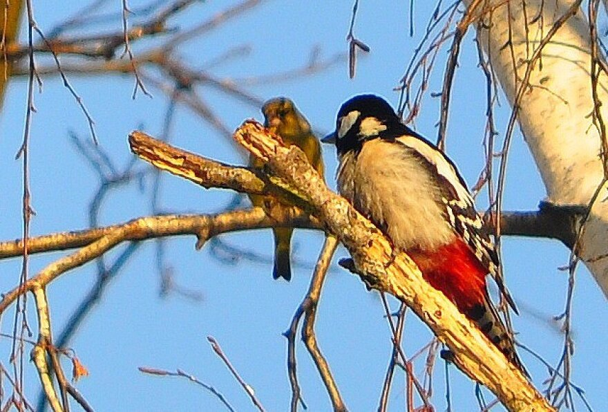 livebirdspoland_79fc650b88a7da8413ee7aa584e78e24.png