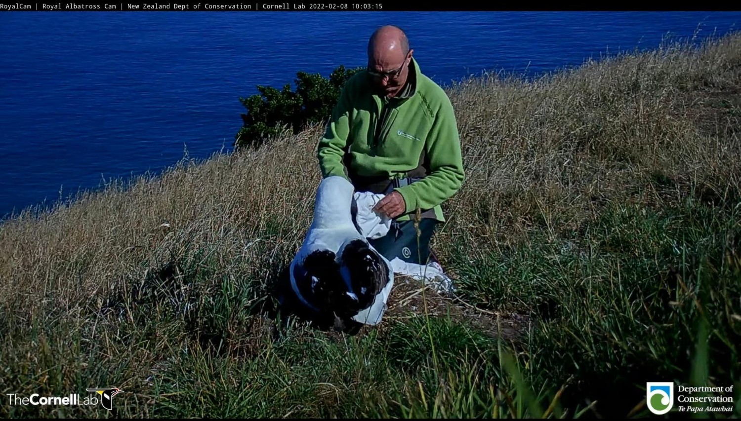 livebirdspoland_b7b01ca464e180078b8471ea8f9e14e0.jpg
