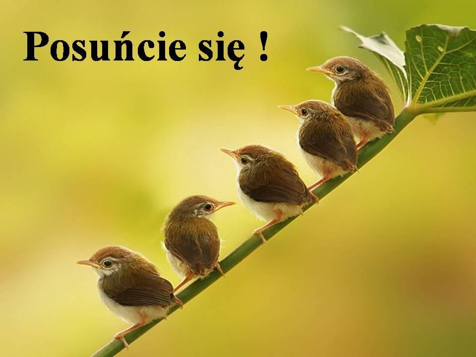 livebirdspoland_17e84a149f535989a597f1b3c068ae17.jpg