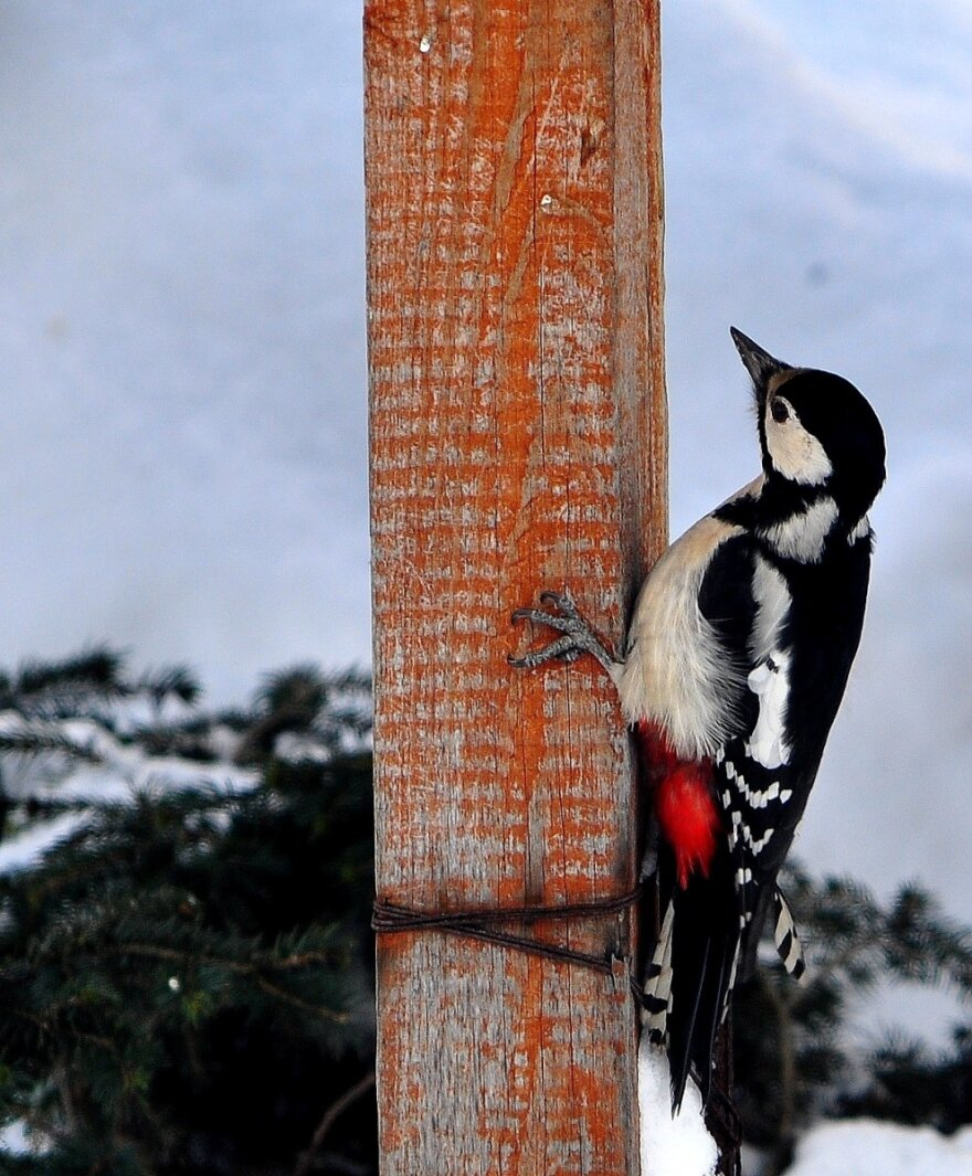 livebirdspoland_88eea4f12d0240a06e057563cba1d280.png