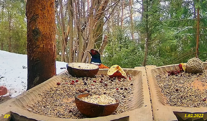 livebirdspoland_b19edcde95b5da98e467bf7d0552aa33.png