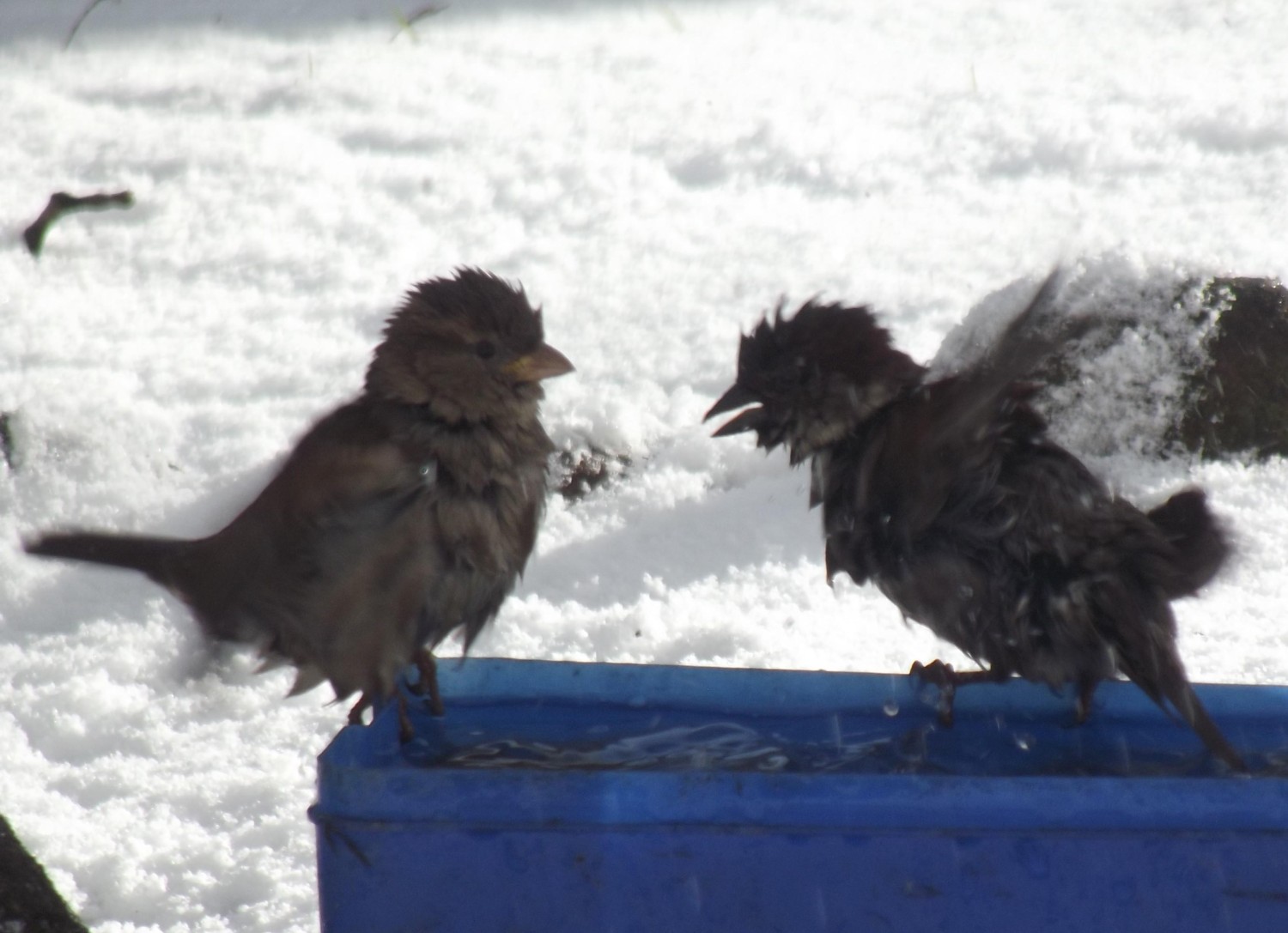 livebirdspoland_343fa9464557f9a3abe499ea976a8f75.jpg