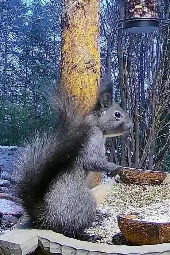 livebirdspoland_b3bd195e43f6d5910362a24671f844a7.jpg