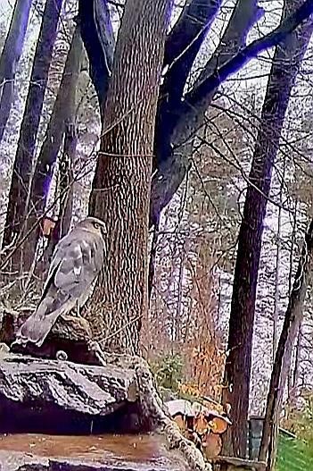 livebirdspoland_117f2eccf09d3a5f0148cef2447fae22.jpg