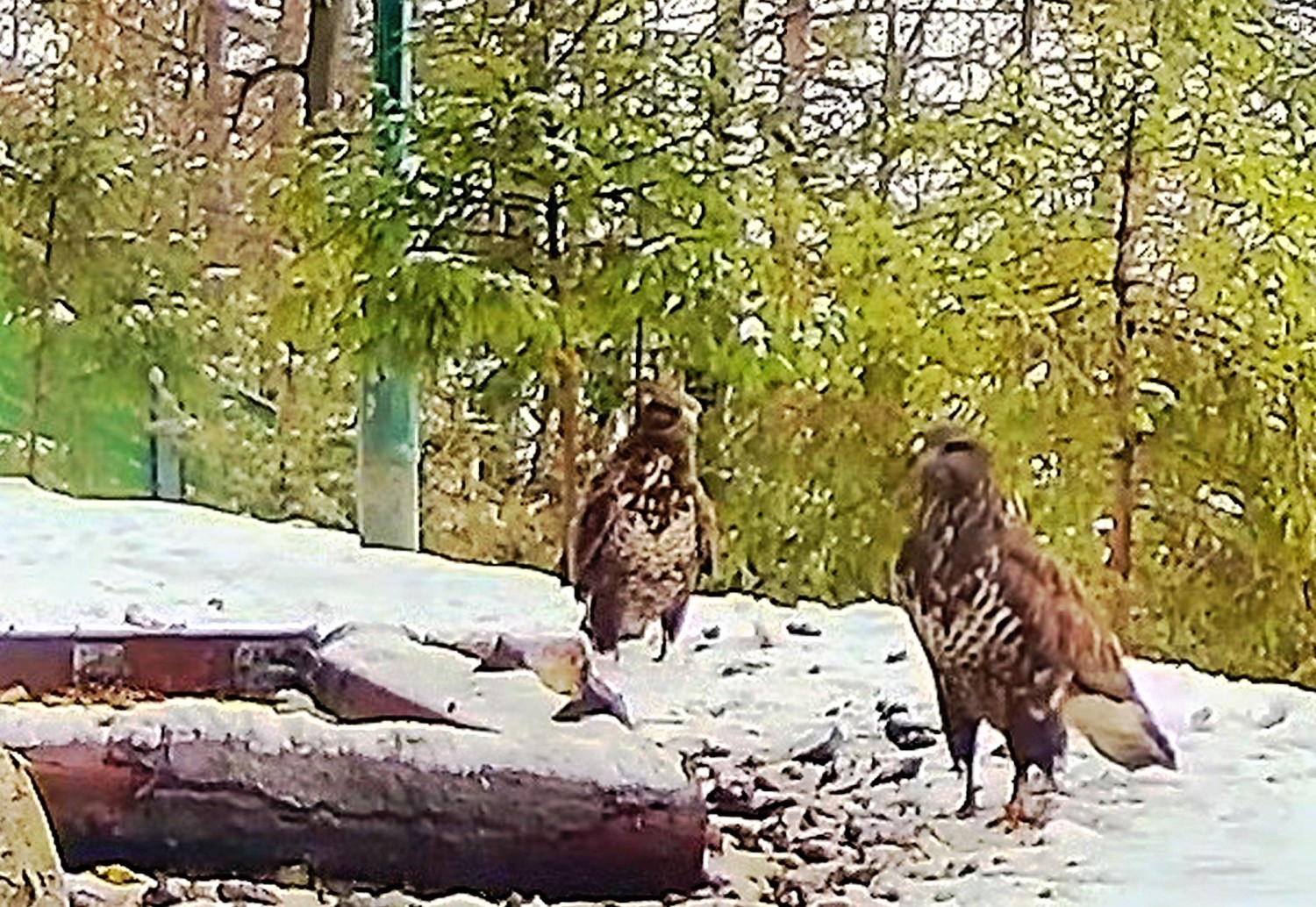 livebirdspoland_aa8ab79b097b17ef7d8733e89ed6df34.jpg