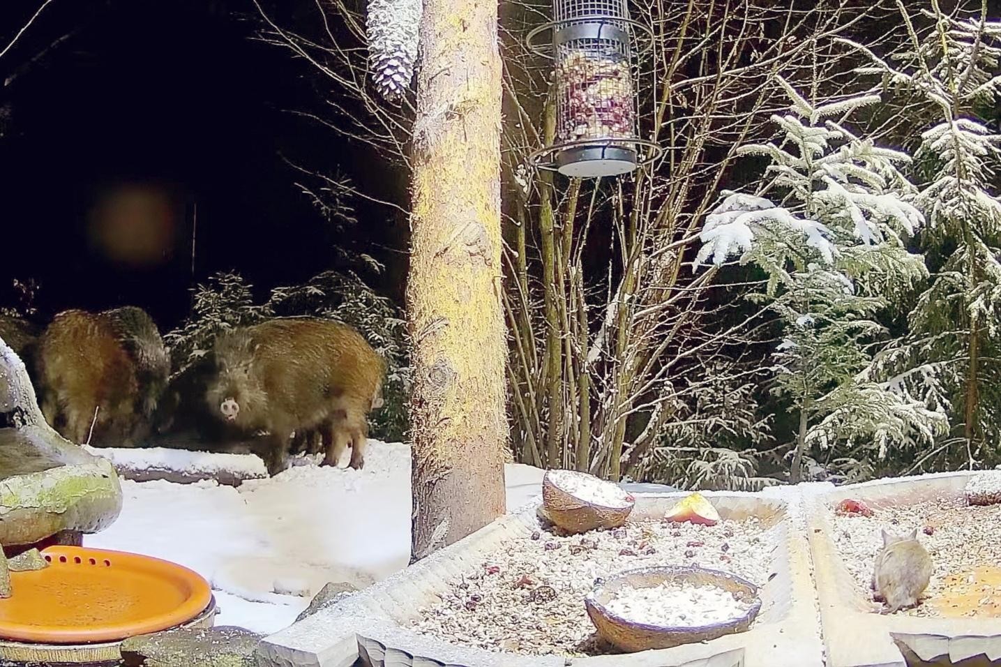 livebirdspoland_7fd2af4812e1863bf1200eccf1aad795.jpg