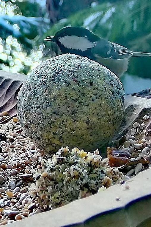 livebirdspoland_d3b63abc5d1ac0b6aac4613f5ead3e52.jpg