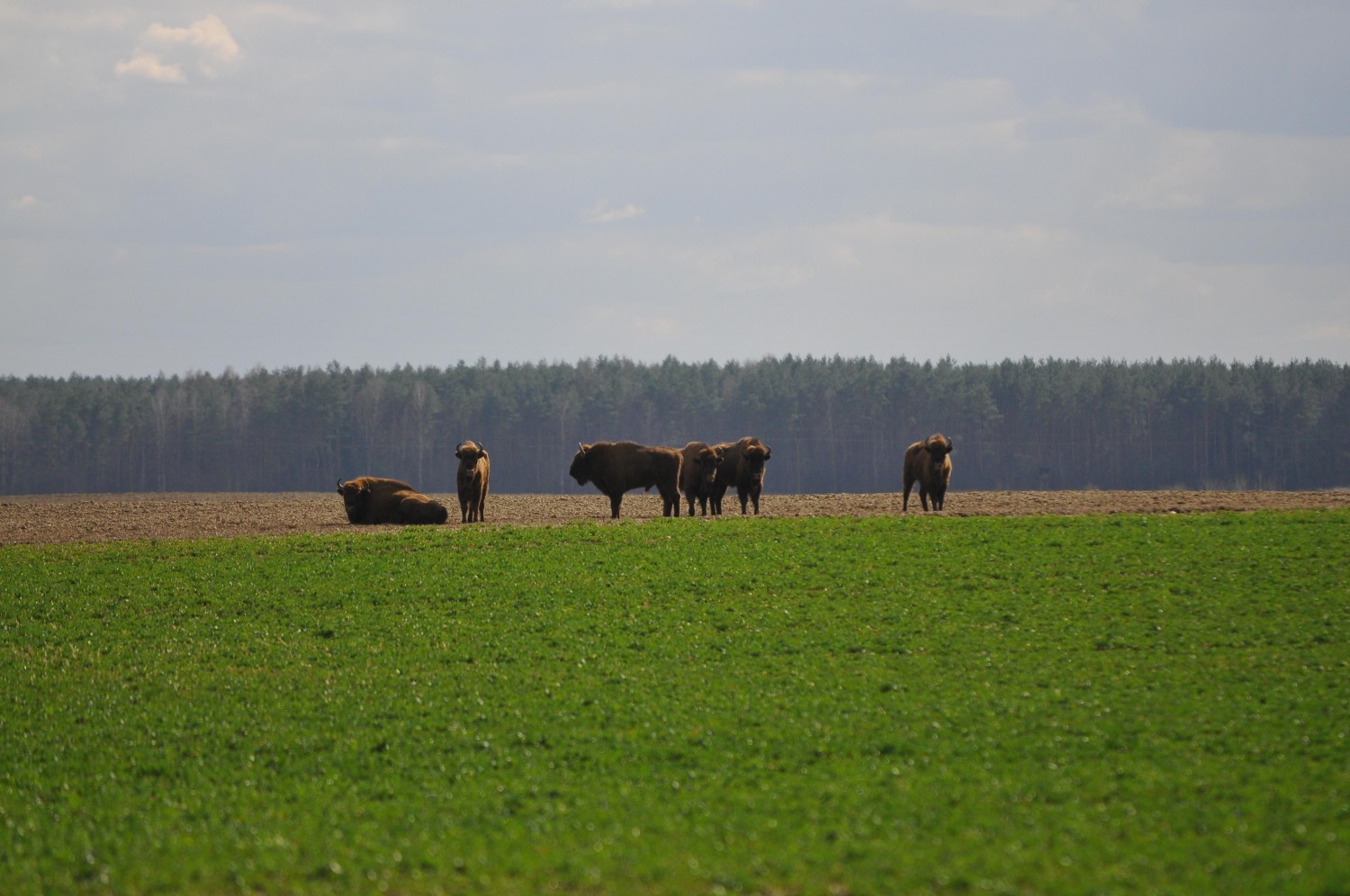 livebirdspoland_7066749f96254dd12e0e8ae9e88a9826.jpg