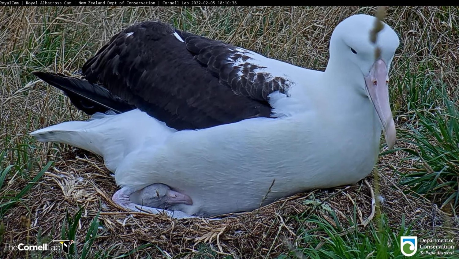 livebirdspoland_5a5e991515686254bd2d3d37f2e51499.jpg