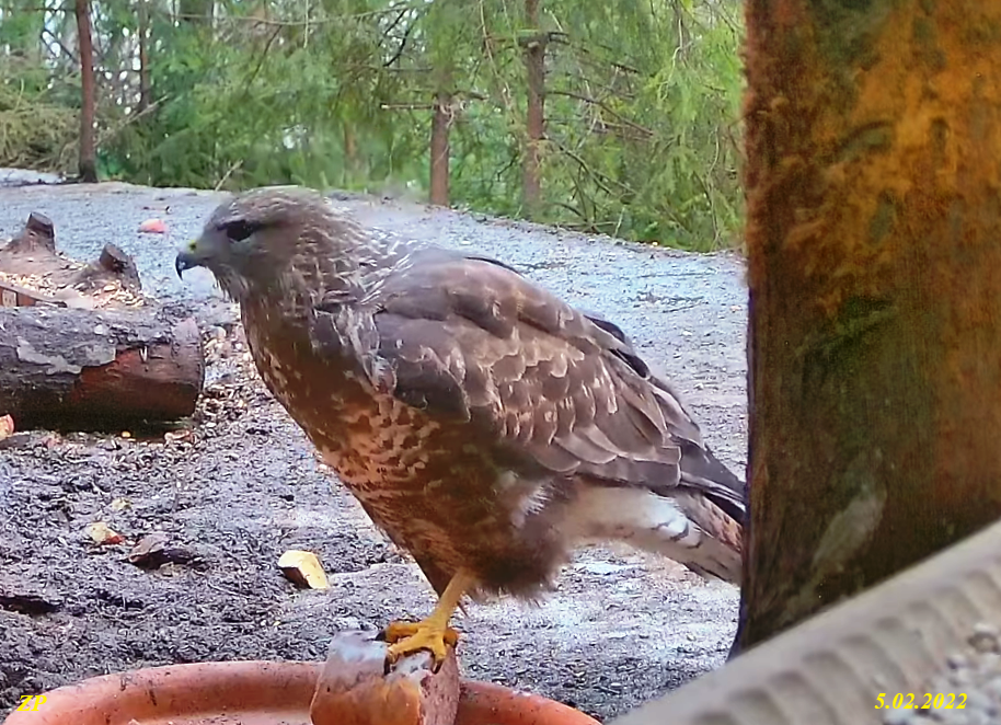 livebirdspoland_eb7b0d1b55184a7a3464652ed4cec792.png
