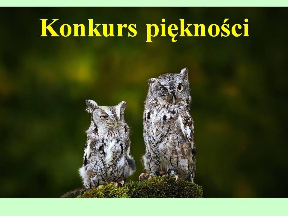 livebirdspoland_bcbe31be9242e873c1e1337a9003dcf7.jpg