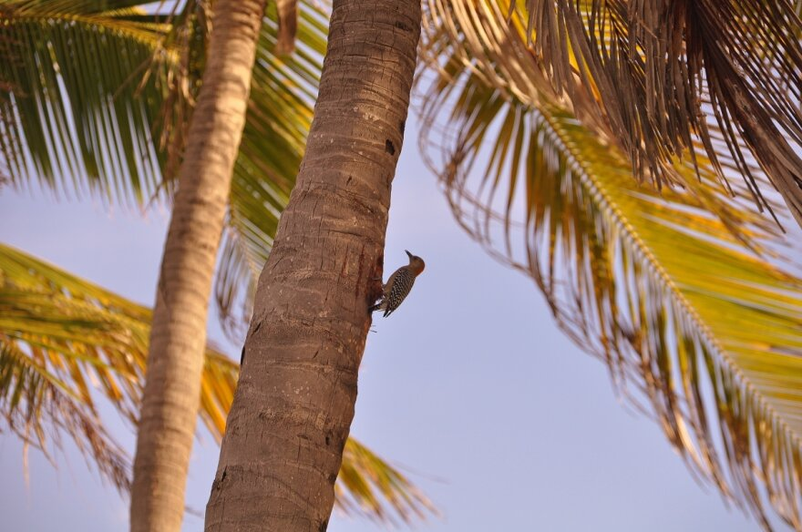livebirdspoland_cc359a4c4b5c95d129d1c68fe8f0936c.png